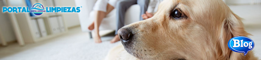 consejos de limpieza con mascotas